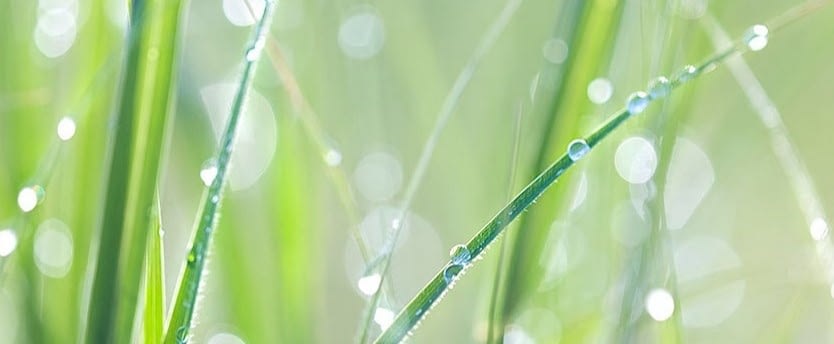 Dew on grass