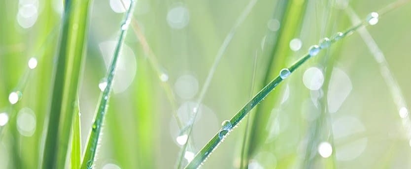 Dew on grass