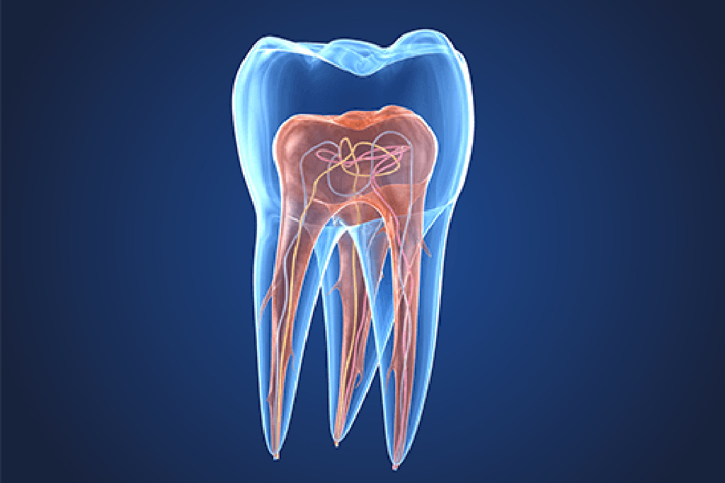 Graphic 3D rendering of a root canal