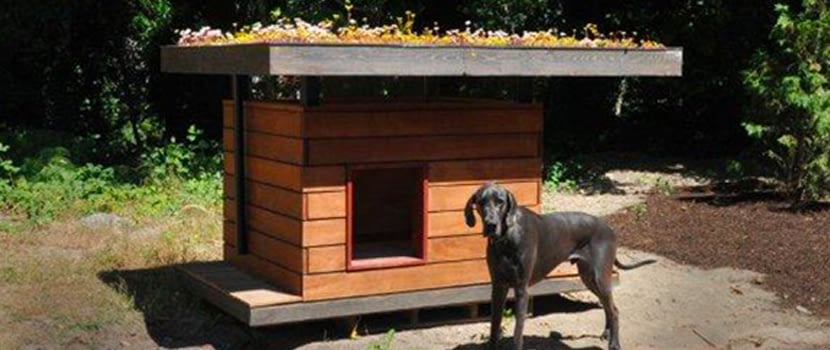 dog house for great dane