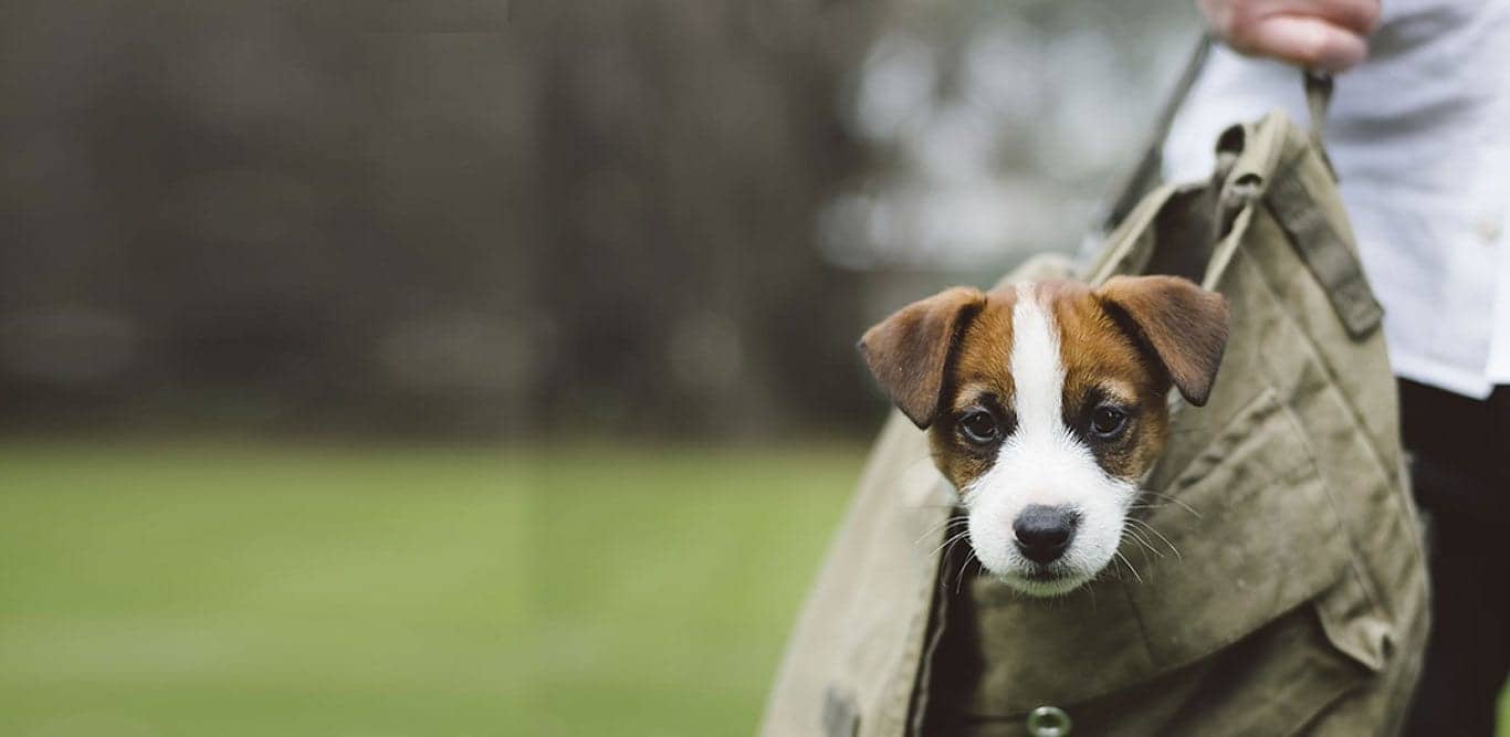 A small dog carried in a shoulder bag