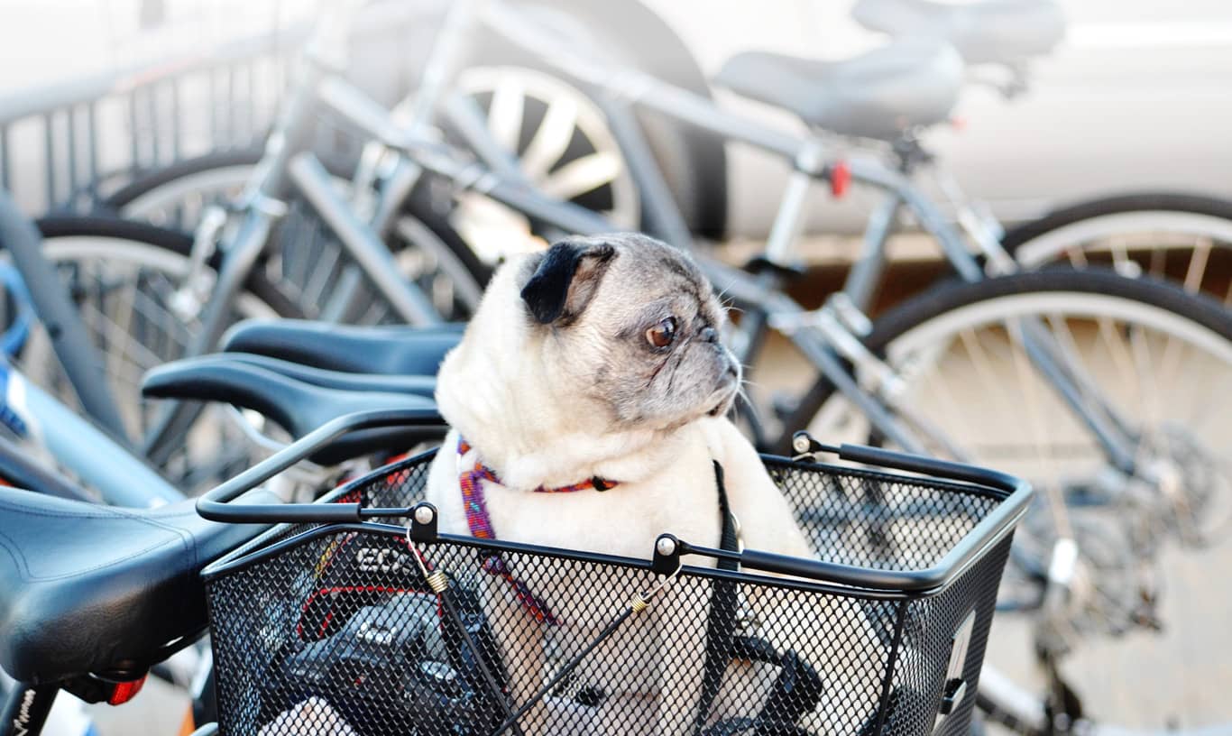 A Pug sits in a bike basket.
