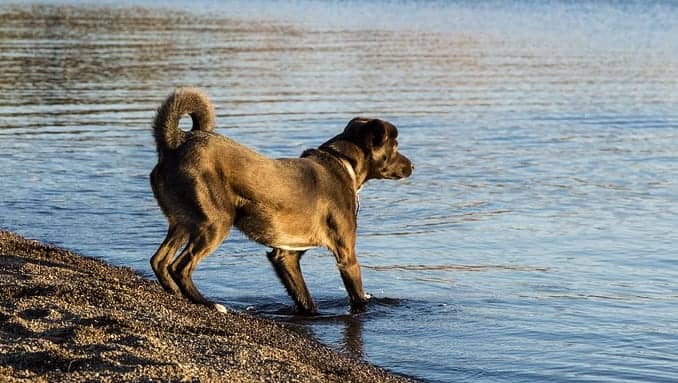 dog playing at beach paws in water tail curly