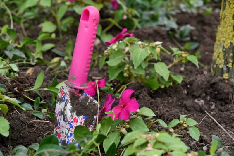 garden with pink trowel in dirt and pink petunias