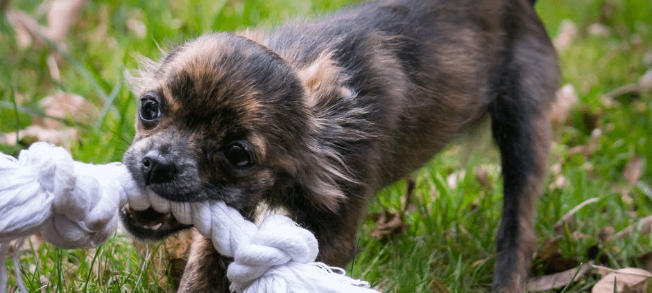 puppy playing outside on lawn with knot dog toy