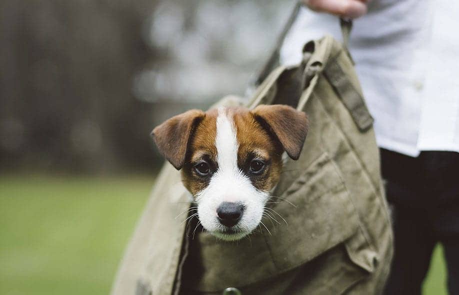 a small dog looking from a carry bag